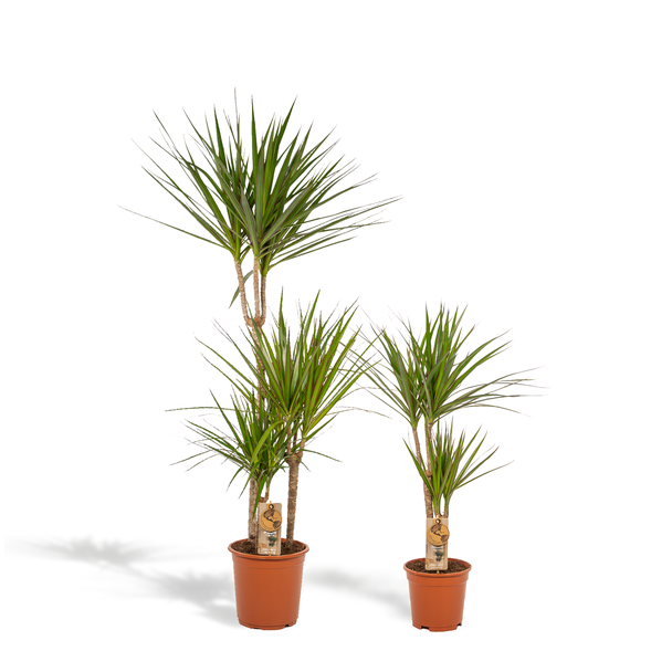 Drachenblutbaum Set - Dracaena Marginata - Höhe 120 cm und 70 cm - Topfgrößen Ø21 cm und Ø17 cm