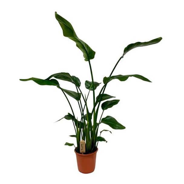 Weiße Paradiesvogelblume, Tropische Grünpflanze, Strelitzia Nicolai, Ø21cm - ↕120cm