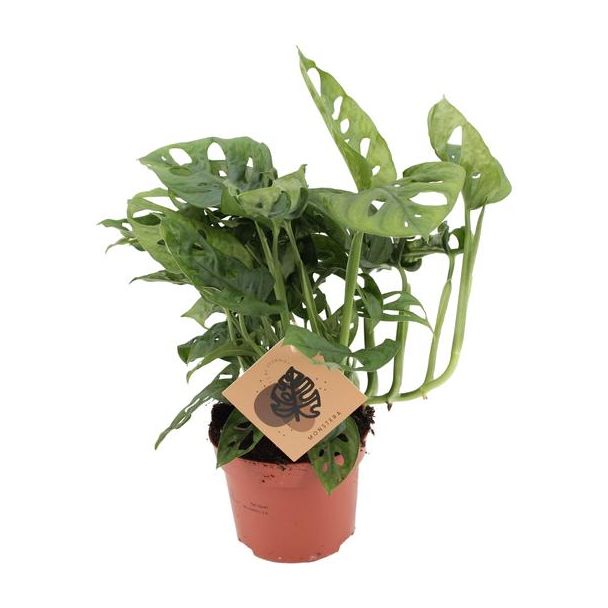 3x Gartenpflanze, Grüne Zimmerpflanze, Tropisch, Monstera Deliciosa - Ø12cm - ↕30cm