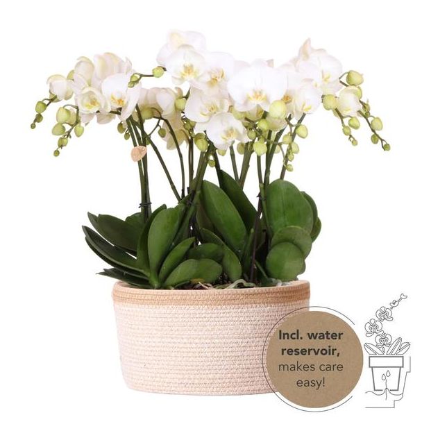 Echte Blickfänger, Weiße Orchideen Gent, Pflanzenset in Baumwollkorb, Geschenkidee, Schmetterlingsorchidee