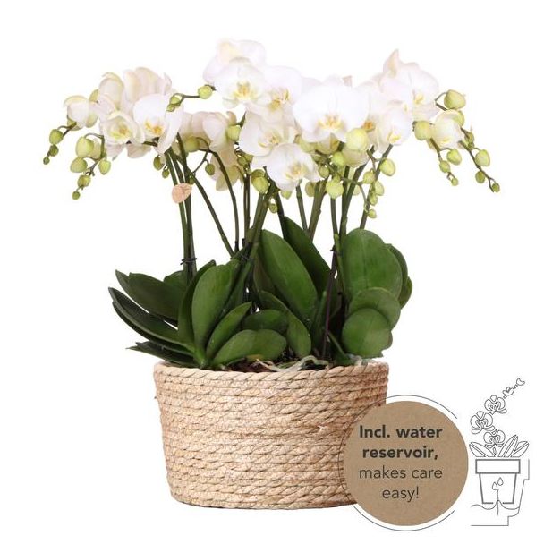 Echte Blickfänger, Weiße Orchideen Gent Pflanzen-Set in Korb, Geschenkidee, Schmetterlingsorchidee