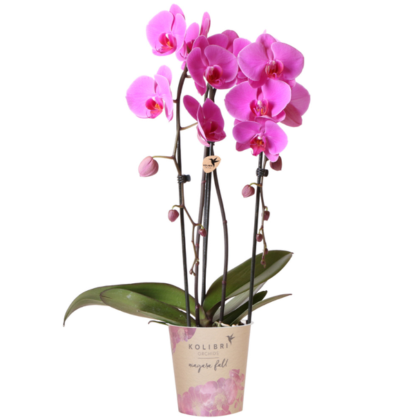 Schöne Schmetterlingsorchidee, Farbe Rosa, Geschenkidee, Orchideen Niagara Fall, Topfgröße Ø12cm, blühende Zimmerpflanze