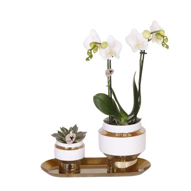 Geschenk-Tipp! Zimmerpflanzen-Set, Orchidee Amabilis + Sukkulente auf schmalem goldenen Tablett, Farbe Weiß-Grün