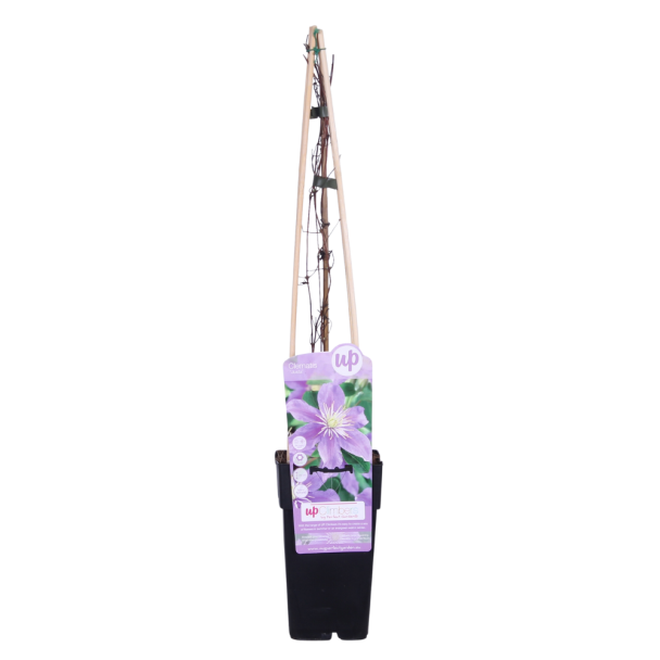 Clematis Justa in verpakking