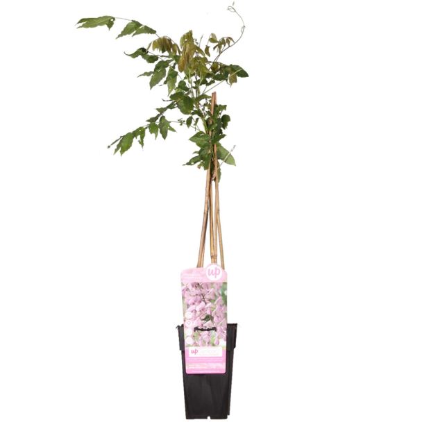 Potmaat Ø15cm – Wisteria floribunda 'Rosea' – geleverde plant 65cm hoog

