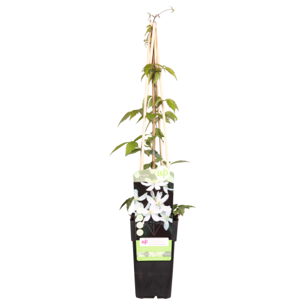 Verpakking  bij levering (↨65 cm – Ø15)

