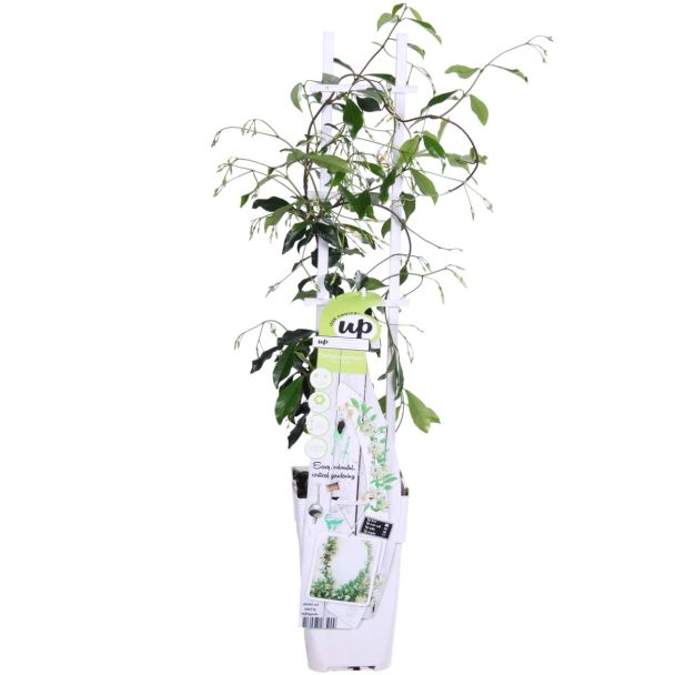 Toscaanse jasmijn Star of Venice in pot van Ø15cm