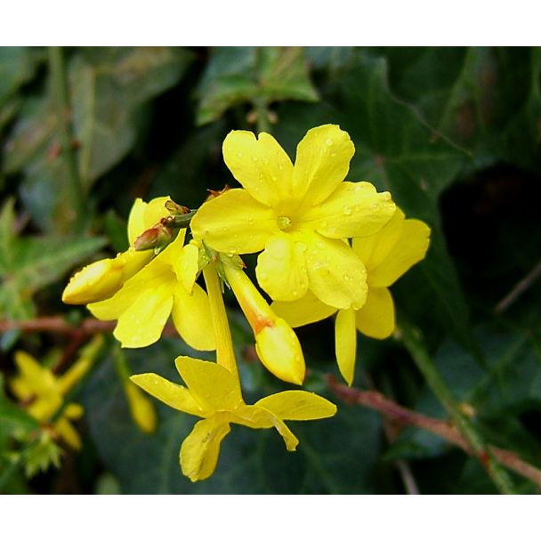 Gele bloei van Jasminum nudiflorum, winterjasmijn