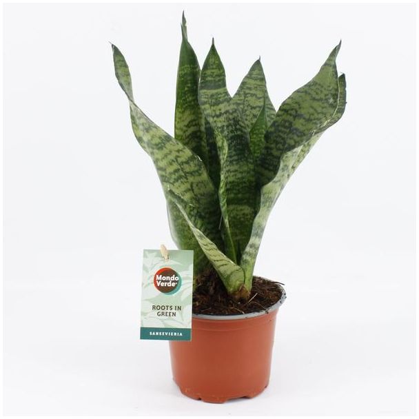 Schwiegermutterzunge, Dunkelgrünes Blatt mit horizontalen Streifen, Sansevieria Black Coral - Ø12cm - ↕35cm