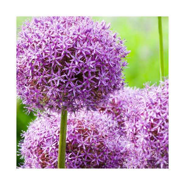 5 Stück Allium-Zwiebeln, Zierlauch - Globemaster - purpurblau blühend - Blumenzwiebeln