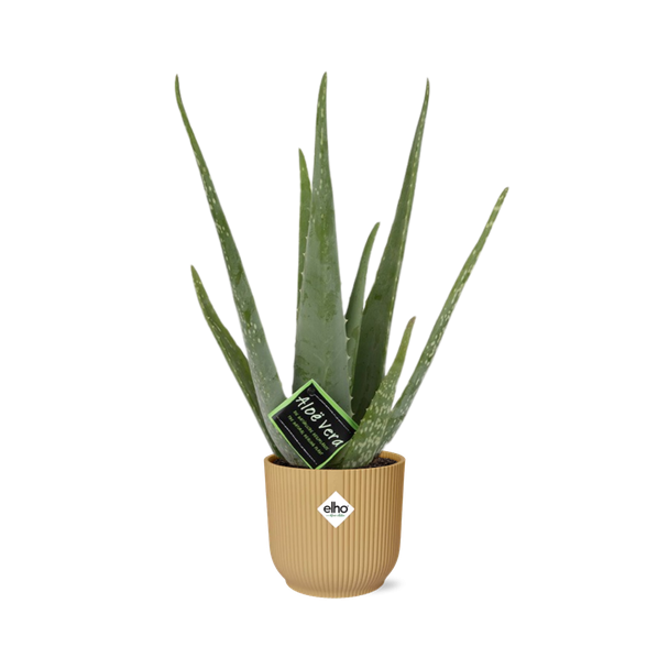 Aloe Vera, in Elho Vebes Fold Ø14cm Farbe Gelb, ↕40cm, Grüne Pflanze, medizinische Eigenschaften
