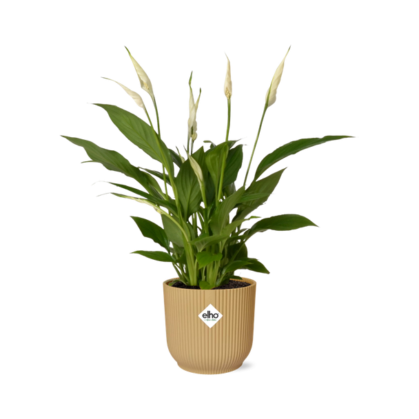 Der Löffelblatt oder Die Friedenslilie, Bekannt für seine Weißen Blüten, Spathiphyllum Torelli - Ø17cm - ↕65cm in einem Gelben ELHO Vibes Fold
