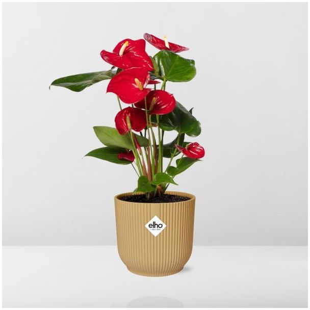 Anthurium Red 12cm in ELHO Vibes Fold 14cm geel