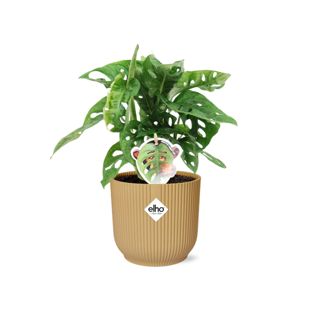 Zimmerpflanze in Elho Vibes Fold Farbe Gelb, Grüne Zimmerpflanze, Tropisch, Monstera Deliciosa - Ø14cm - ↕30cm