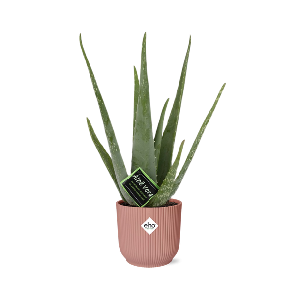 Aloe Vera, in Elho Vibes Fold Ø12cm Farbe Rosa, ↕40cm, Grüne Pflanze,  Medizinische Eigenschaften Ø14cm - ↕12cm, Grüne Pflanze,  Medizinische Eigenschaften