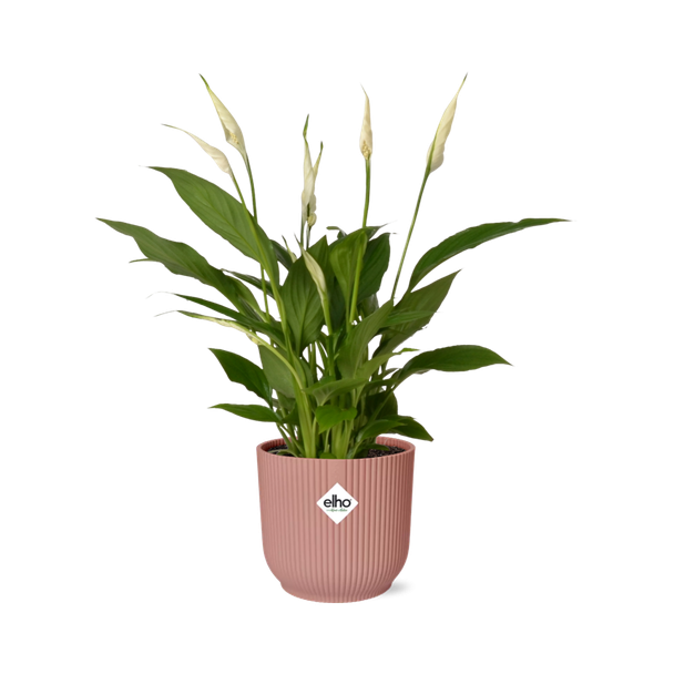 Der Löffelpflanze oder Die Friedenslilie, Bekannt für ihre Weißen Blumen, Spathiphyllum Torelli - Ø17cm - ↕35cm in einem Rosa ELHO Vibes Fold