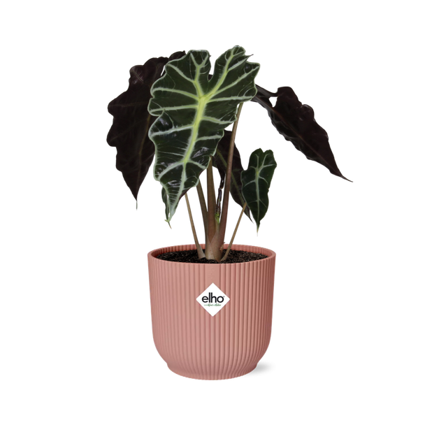 Elefantenohren in ELHO Vibes Faltfarbe Rosa, Grüne Pflanze, Tropisch, Charakteristisches Blatt, Alocasia Polly - Ø14cm - ↕40cm