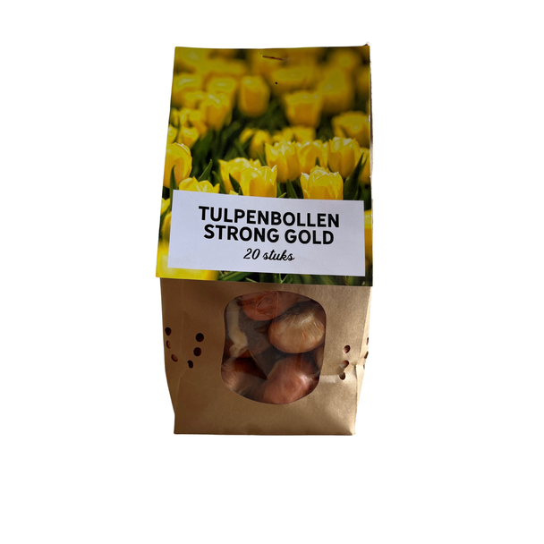 20 Tulpenzwiebeln goldgelbe Tulpen, Strong Gold, Blumenzwiebeln, robuste Stiele, blühend im Mai-April