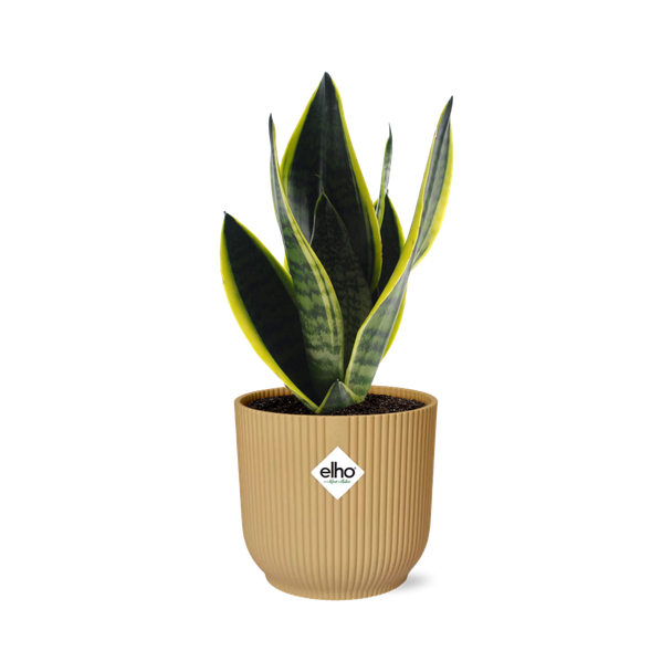 Schwiegermutterzunge, Sansevieria Futura Superbra, in Elho Bibes Fold Farbe Gelb, Tropisch, Ø14cm - ↕40cm