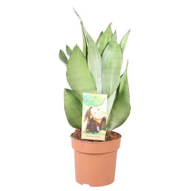 Schwiegermutterzunge, Silbernes Blatt, Sansevieria Moonshine - Ø14cm - ↕40cm