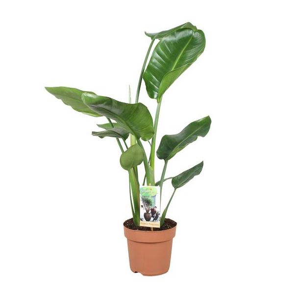 Weiße Paradiesvogelblume, Tropische Grünpflanze, Strelitzia Nicolai, Ø17cm - ↕60cm