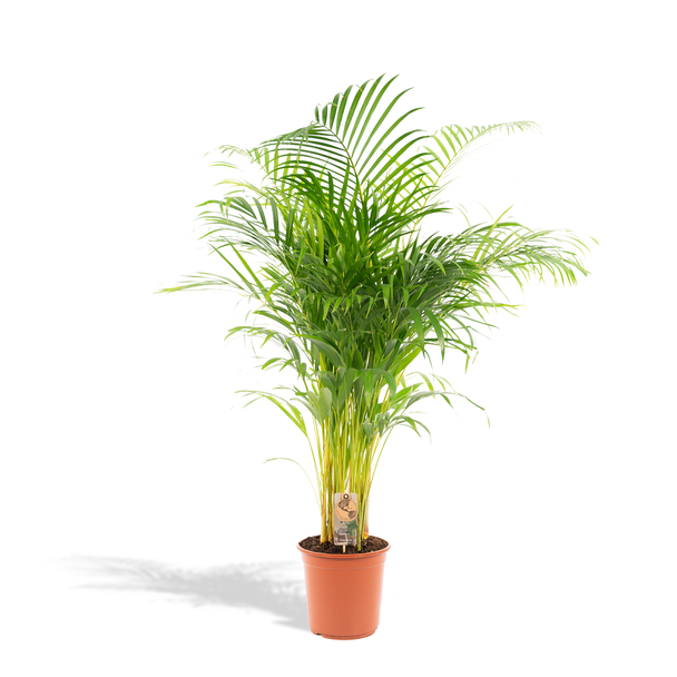Goldpalme, Zimmerpflanze, Areca-Palme - Ø24cm - ↕130cm