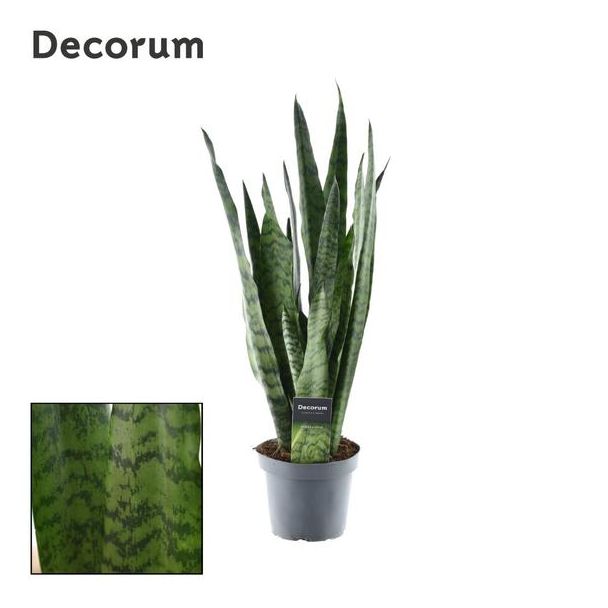 Ceylon-Schwertpflanze, Sansevieria Zeylanica Ø14cm - ↕55cm