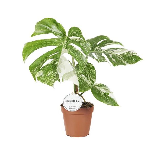 Die Bunte Fensterblattpflanze, Grüne Zimmerpflanze, Tropisch, Monstera Deliciosa Variegata - Ø15cm - ↕45cm