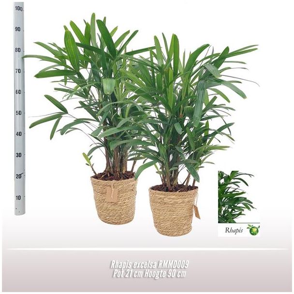 Rhapis excelsa 21cm RMMD009 - Ø21cm - ↕90cm