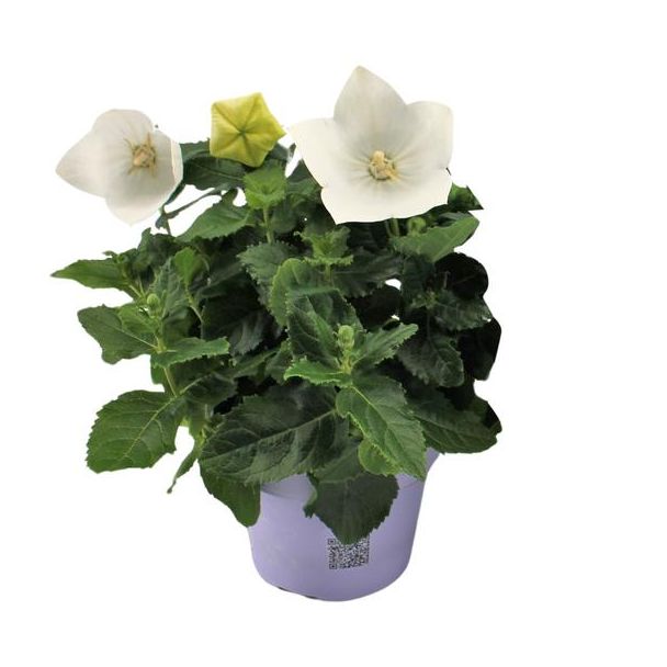 4 Stück Ballonblume, Farbe Weiß, Platycodon White - Ø12cm - ↕22cm, Chinesische Glockenblume