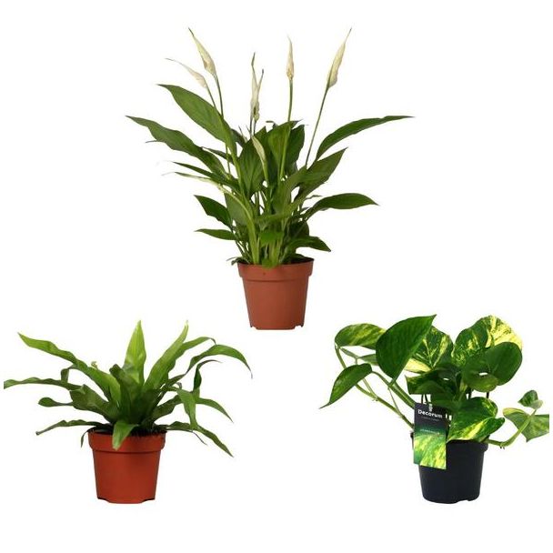 Luftreinigende Zimmerpflanzen-Mix - 3 grüne Pflanzen mit luftreinigenden Eigenschaften - ↕20/45cm