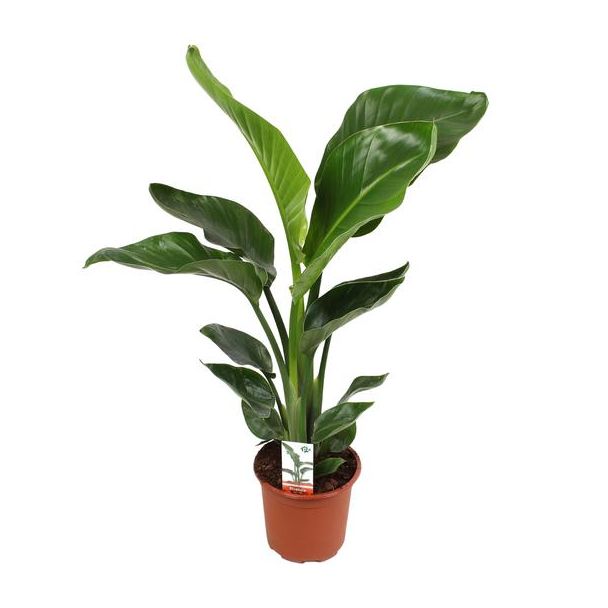 Weiße Paradiesvogelblume, Tropische Grünpflanze, Strelitzia Nicolai, Ø17m - 70cm