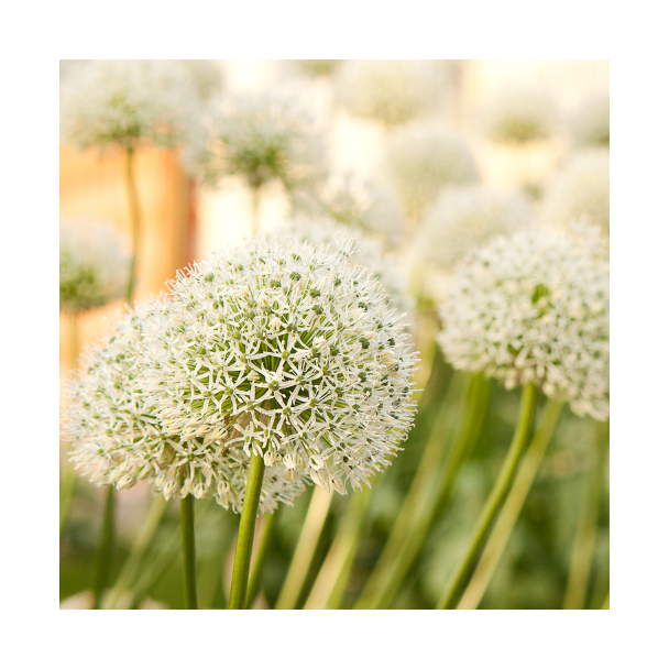 5 Stück - Allium-Zwiebeln (Zierlauch) - White Giant - majestätische weiße Blütenköpfe - Blumenzwiebeln