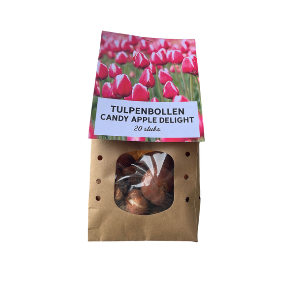 20 Tulpenzwiebeln Candy Apple Delight, Blumenzwiebeln