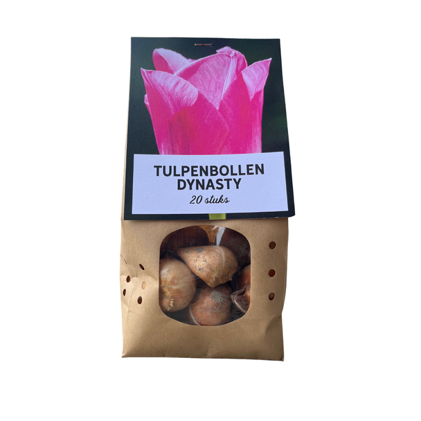 Dynasty - Tulpenzwiebeln 20 Stück, rosa Blüten mit einem subtilen weißen Rand, Blumenzwiebeln, schönes Geschenk