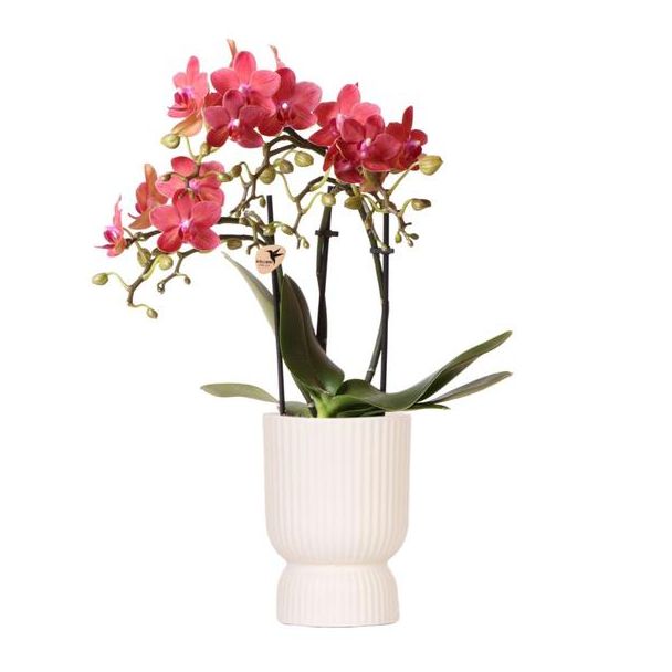 Schmetterlingsorchidee Kongo, Farbe Rot, Topf Diabolo Travertin, Blühende Zimmerpflanze, Phalaenopsis-Orchideen, Topfgröße 09cm
