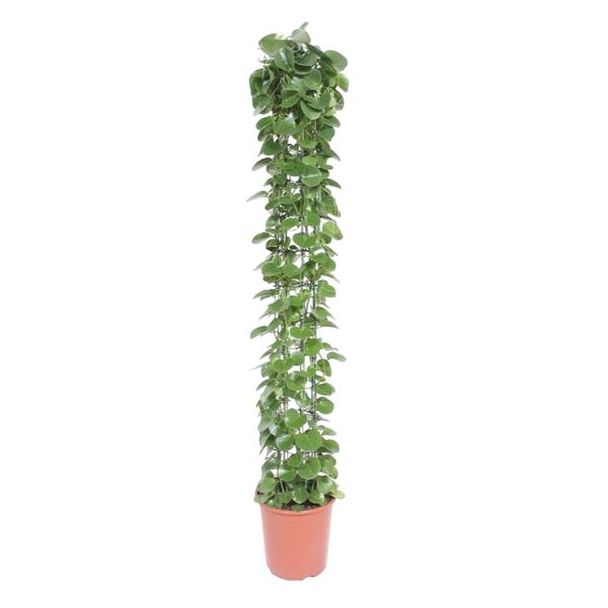 Arabischer Efeu auf Spalier, hellgrüne längliche Zimmerpflanze (Cissus), 160 cm hoch, ø27