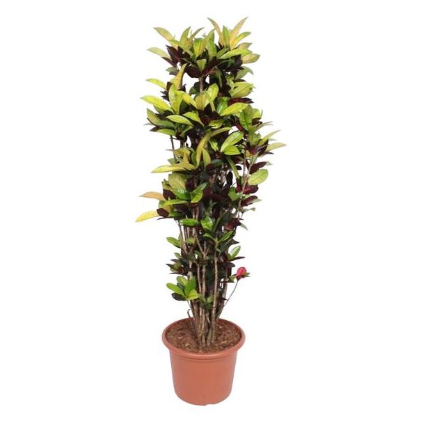 Bunte Pflanze Wunderstrauch 190 cm - Tropische Farbenpracht - Für Innenräume