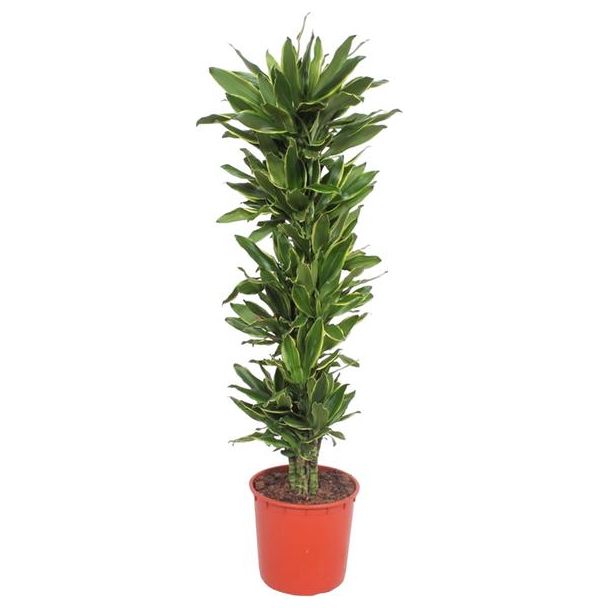 Grüne Zimmerpflanze Dracaena Golden Coast, 200 cm, ø34