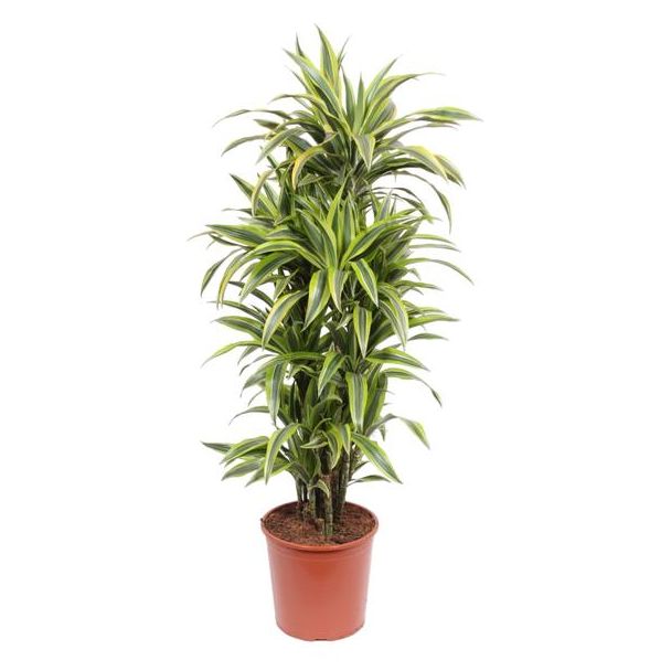Dracaena Lemon Lime Zimmerpflanze mit grünen zitronengelben Blättern, 150 cm hoch, ø30