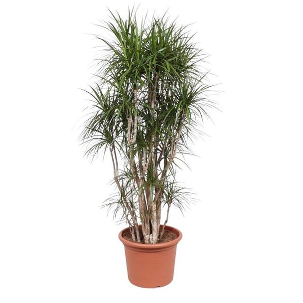 Pflegeleichte Dracaena Marginata verzweigt, verzweigte Zimmerpflanze, 210 cm hoch, ø50