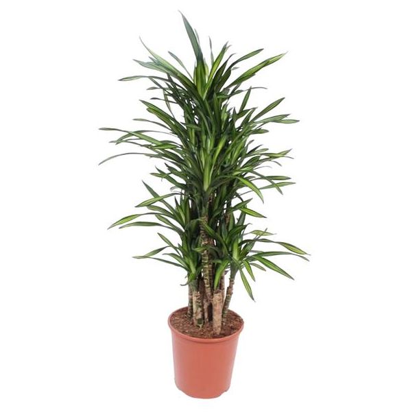 Kompakte Drachenbaum von 140 cm Höhe, Zimmerpflanze Dracaena Riki, ø30