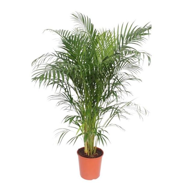 Schmetterlingspalme für das Zimmer mit einer Höhe von 160 cm, ø30, Dypsis lutescens