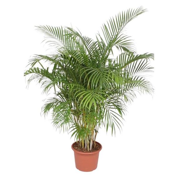 2 Meter lange Schmetterlingspalme, Dypsis lutescens für drinnen, ø40