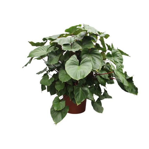 Grüne rote auffällige Zimmerpflanze (Homalomena Rubescens Maggy), 170 cm hoch, ø60