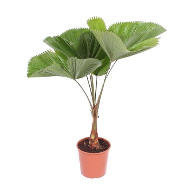 Gegolfte Waaierpalme (Licuala Grandis), besondere Palme für Innenräume, 145 cm hoch, ø30