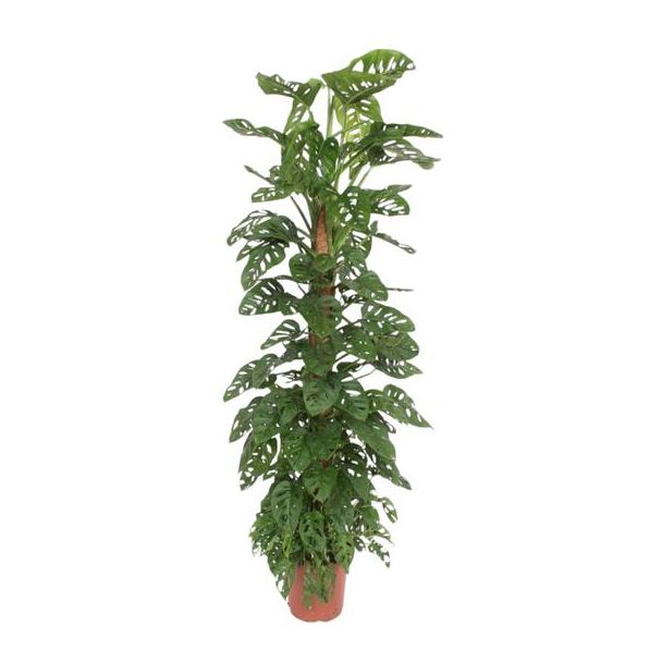 Gartenpflanze - Affenblatt - Monstera Monkey Leaf 180 cm auf Moosstab - ø27