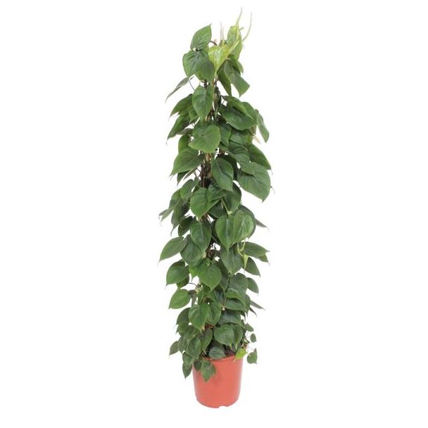 Pflegeleichte Kletterpflanze für Innenräume auf Gitterrost (Philodendron Scandens), 1,5 Meter hoch, Ø27
