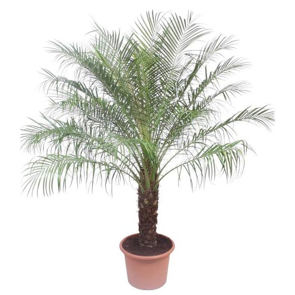 Pygmäen-Dattelpalme | Elegante Palme Phoenix Roebelenii, 200 cm hoch, ø40