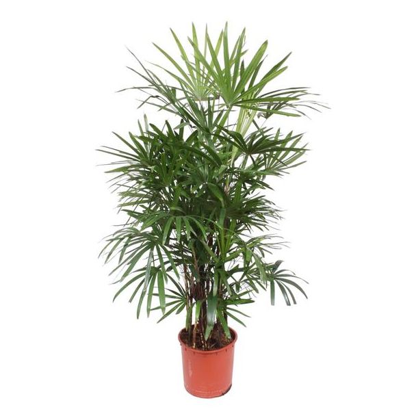 Schattige Zimmerpflanze Rhapis Excelsa | Bambuspalme | Stokpalme, 1,9 Meter hoch, Ø34